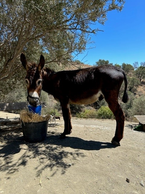 Donkey Dreamland Mijas